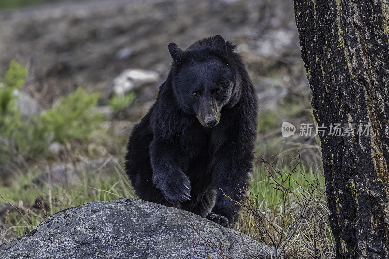 美国黑熊(Ursus americanus)是一种中等体型的熊，原产于北美，常见于黄石国家公园。男性的熊。